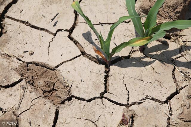 黑龙江省是我国最重要的大豆主产省,产量占比三分之一还多,且上述地区