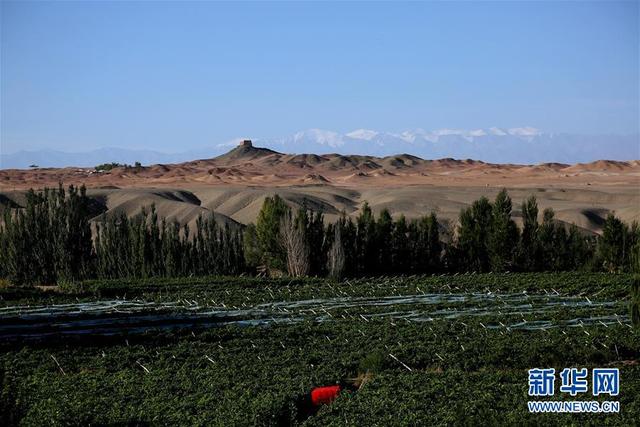 甘肃敦煌:葡萄熟了