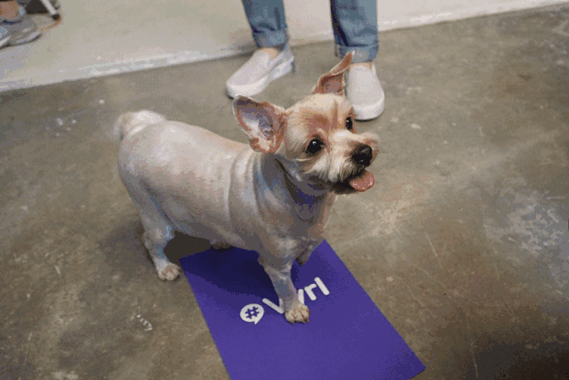 谁不想被金俊勉啵啵呢!我们灿烈家的多芬是非常俊了.