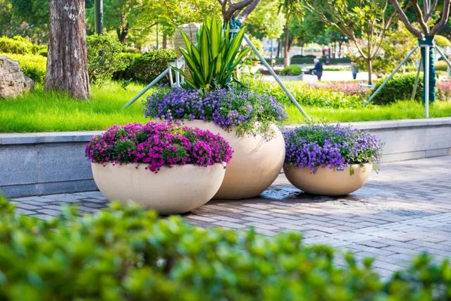 美1200000盆鲜花南京街头绽放