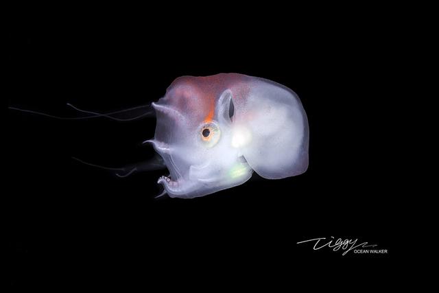 中国摄影师世界首次拍到稀有的七胳膊章鱼幼体