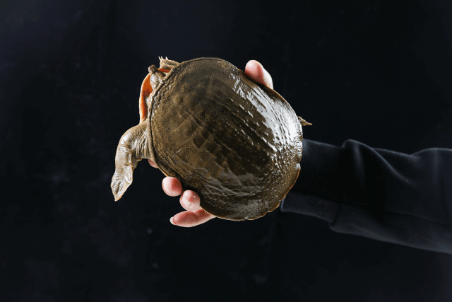 8折!魔都第①个花胶甲鱼打边炉来了,重名越少越便宜!