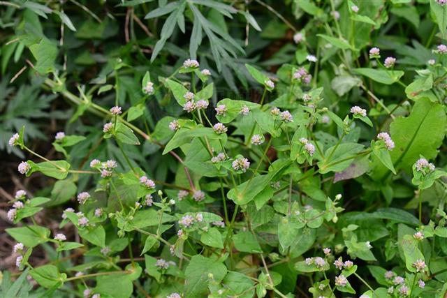 清热解毒,主咽喉肿痛,目赤,牙龈肿痛