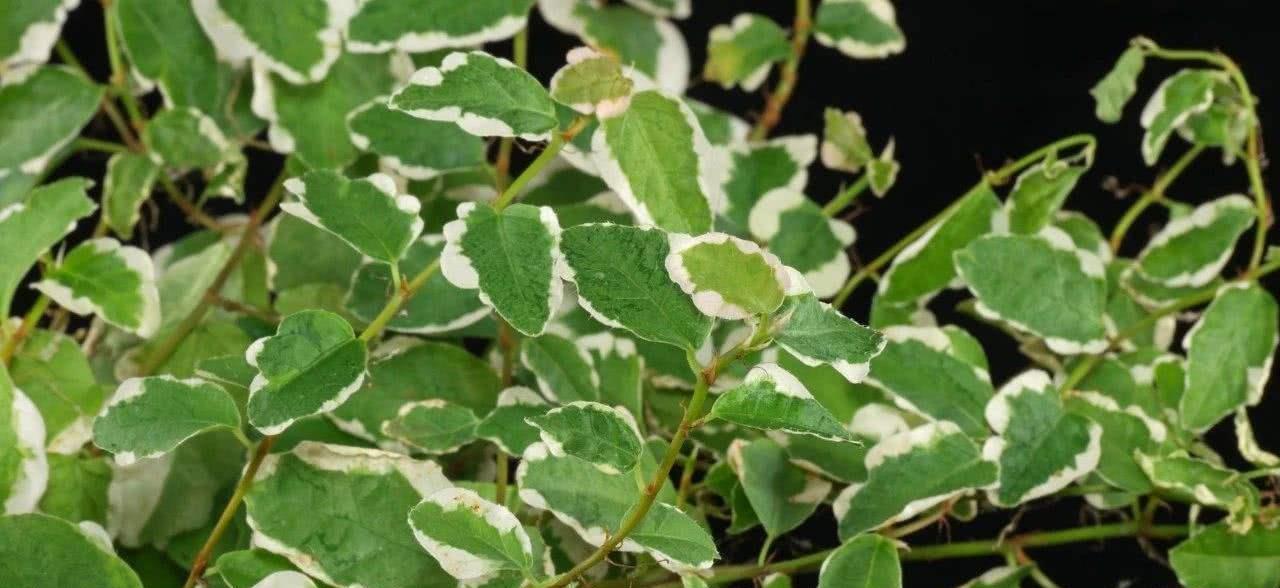 花叶薜荔大家了解吗,它有什么优点,我们该如何种植