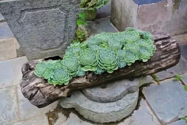 只种花不烧香的寺庙,看完想出家!