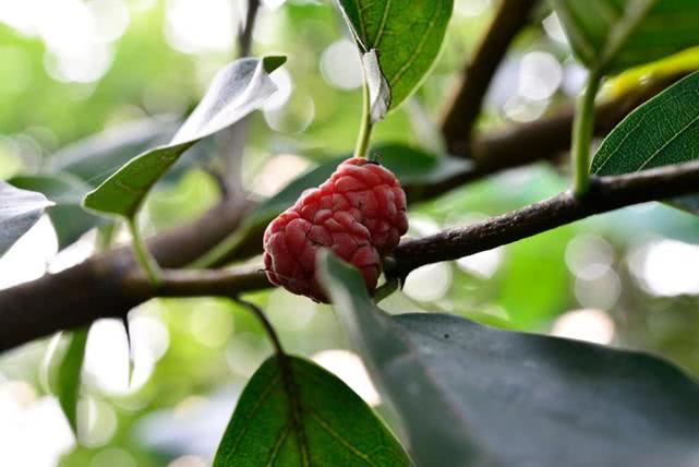 过去砍来当柴烧,如今价值十分珍贵,树芯含"黄金",人称黄金木|柘树