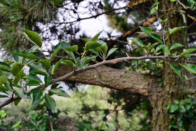 过去砍来当柴烧,如今价值十分珍贵,树芯含"黄金",人称黄金木