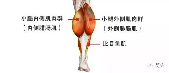小腿由腓肠肌和比目鱼肌组成,如果不正确使用肌肉走路,让你小腿肌壮硕