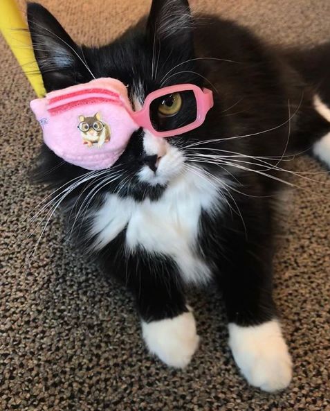 眼科诊所请来一位喵助手,从此孩子们再也不害怕戴眼镜啦!|克鲁尔_新浪