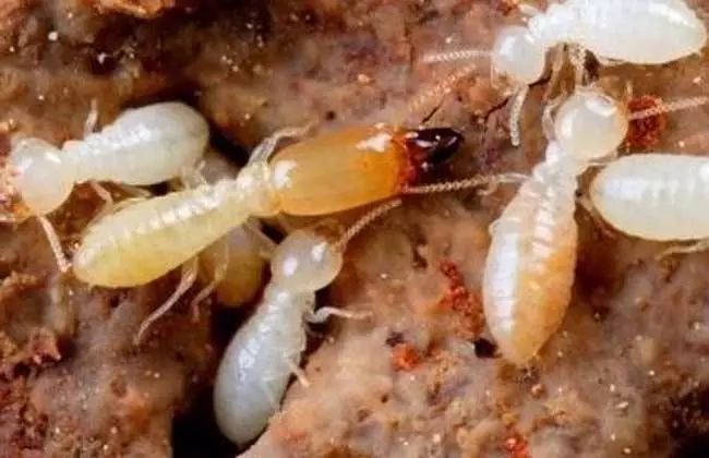 还有坚硬的口器,身体分为胸和腹两个部分,白蚁更像是蟑螂的亲戚,它们