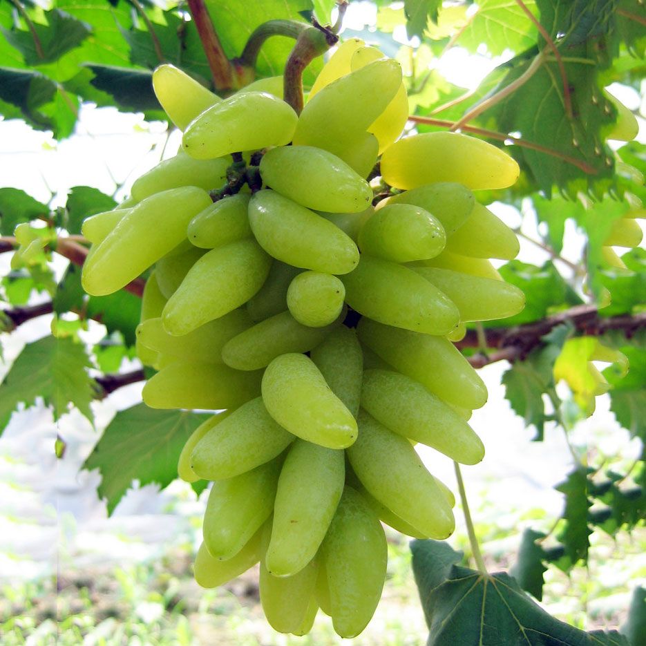 福利| 夏天就要甜蜜蜜!南京周边最好吃的葡萄原来都在这里