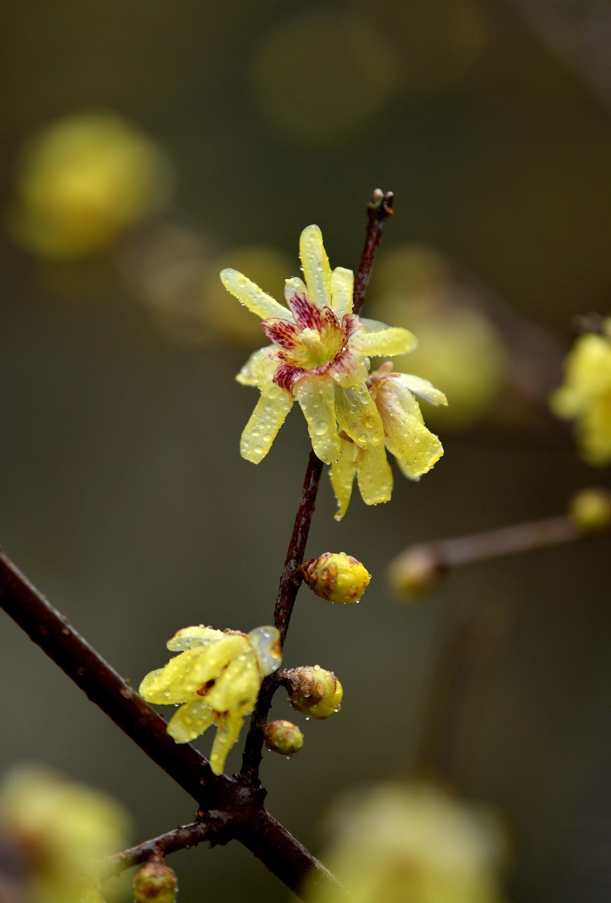 湖北宣恩:腊月花争艳