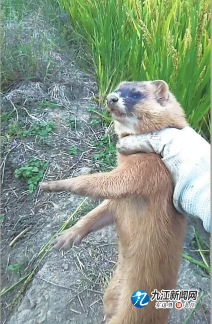 黄鼠狼偷吃雏鸡 被活捉后放生了