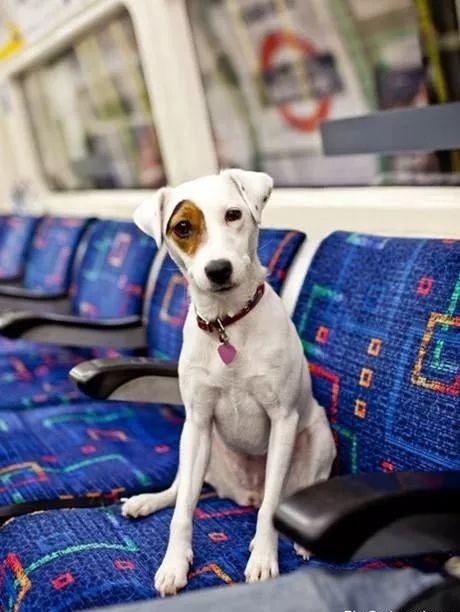 乘坐交通工具的可爱狗狗们