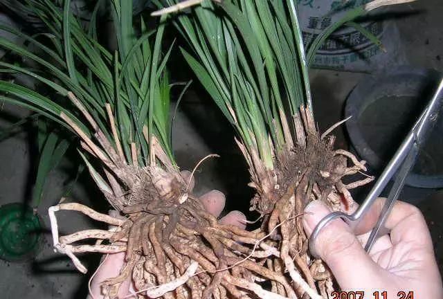 兰花繁殖教学,学会这4步,给兰花分株1盆变8盆,棵棵都成活|兰花|根系|养花_新浪新闻