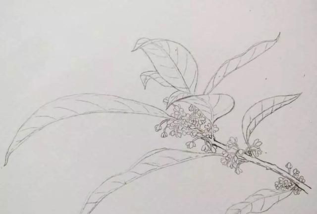 桂花水彩画教程:一步一步教你画香气迷人的桂花|桂花|水彩画|花朵_新