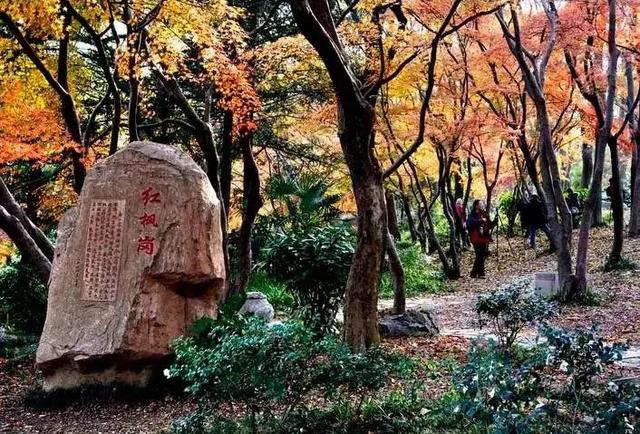 古林公园|石象路|赏枫_新浪新闻