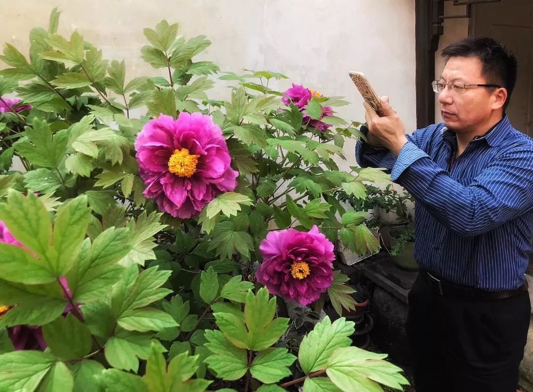 被bbc拍摄过的小娄巷秦家老宅百年牡丹开花啦,花朵数创新纪录!