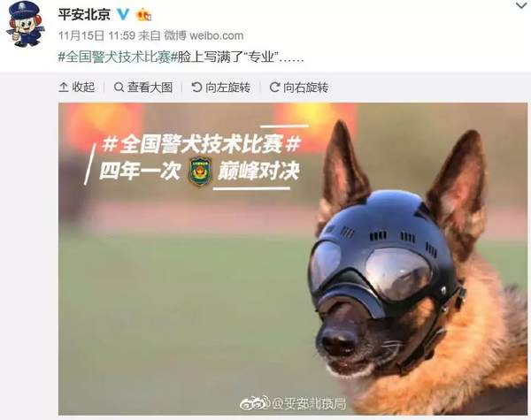 又萌又刚!警犬受伤贴创可贴走红 网友:这是男子汉的勋章!