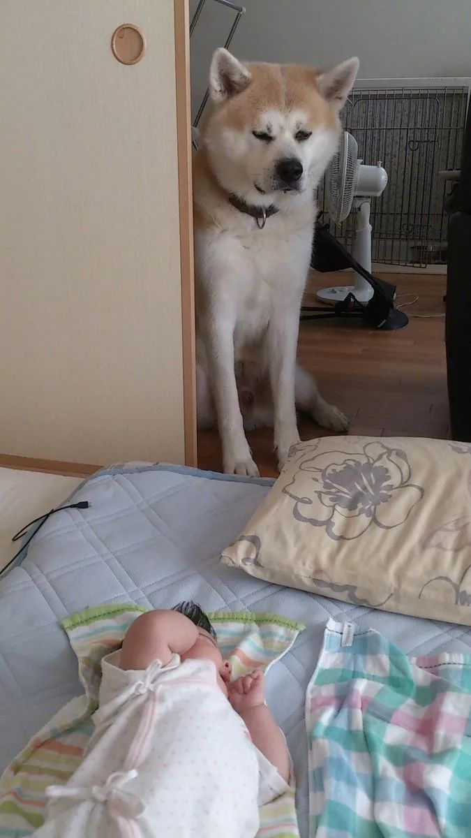 ""小屁孩怎么还不睡,都几点了?"满脸的嫌弃和满满的怨念:可这只秋田.