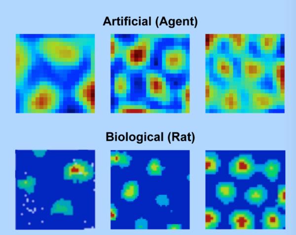 人工神经网络中自动出现了与大鼠网格细胞（下）类似的网格结构（上） 图片来源：DeepMind官方博客