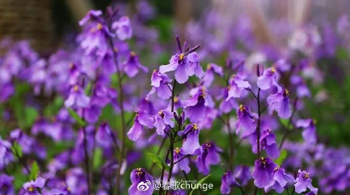 “二月兰”盛情绽放,泰州紫色花海醉游人!__财经头条