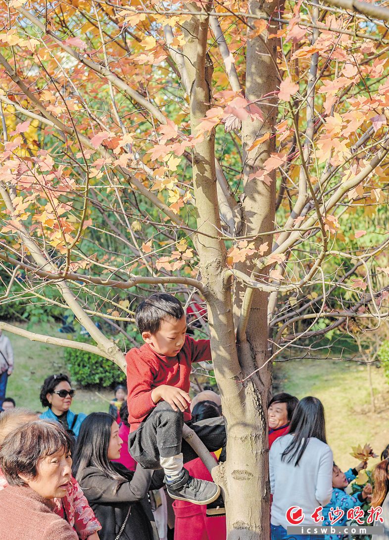 陈飞 摄 长沙晚报记者 谢春年 "看,那个女的拍照,那个男的在摇树!