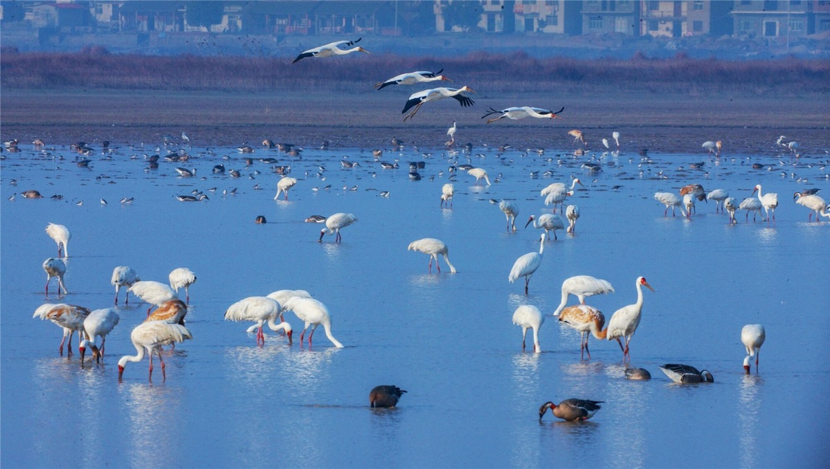 鄱阳湖追梦人,湿地保护者王小龙:守护这片人与鸟共同的家园