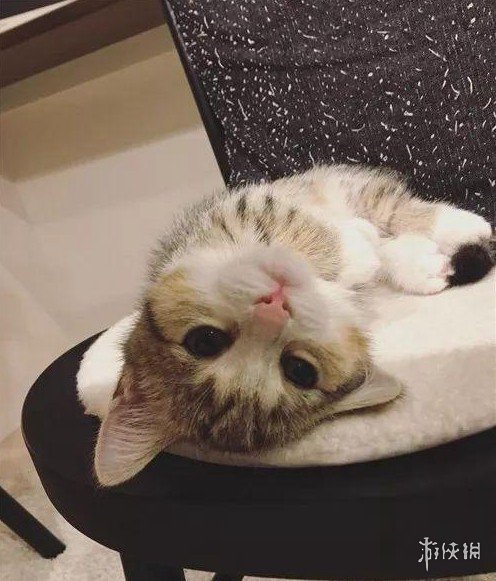 这样的小可爱(小可怜?)真是让人时刻都想给它一个爱的抱抱啊.