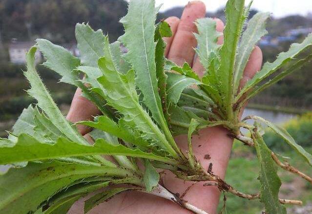 主治肺热咳嗽,身热,口渴,胸闷,心烦,食少便秘腹胀等病症.