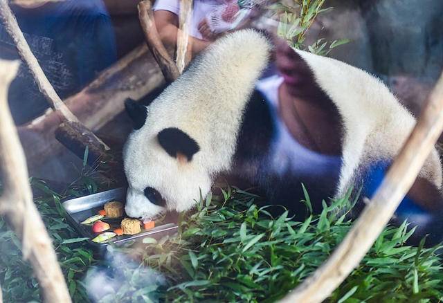 鲜肉,蛋黄,还是五仁?你知道大熊猫,犀鸟最喜欢吃哪种"月饼"吗?