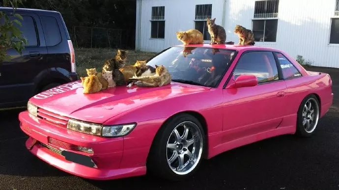 流浪猫口耳相传把网友爱车当过冬神器,车盖上有数十只.