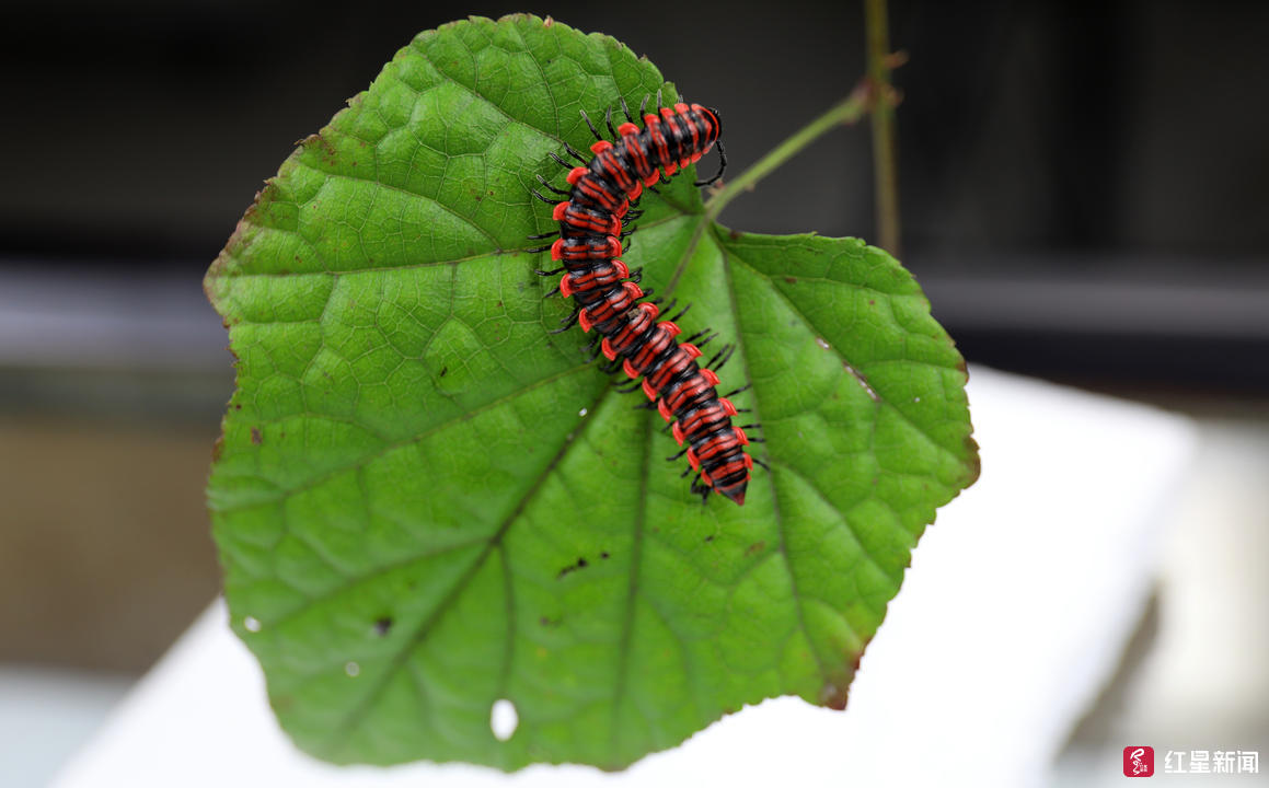 昆虫馆长在云南发现玫瑰色马陆该种或是世界已知唯一活体