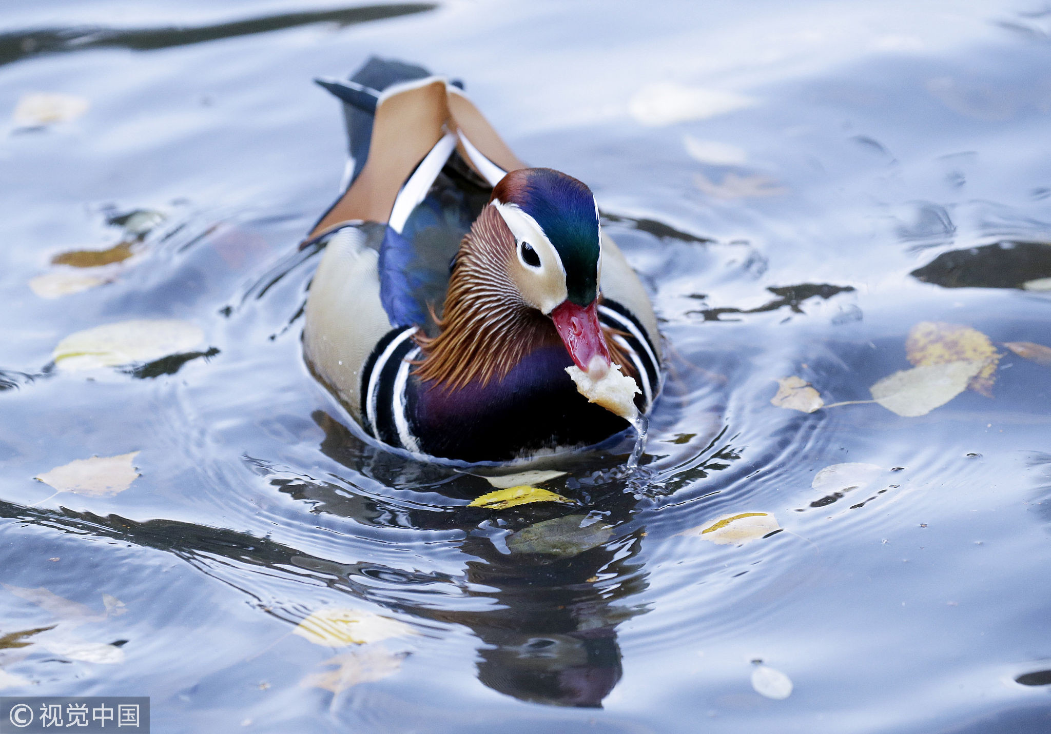 五彩鸳鸯现身纽约圈粉 老美赞叹:好美的鸭