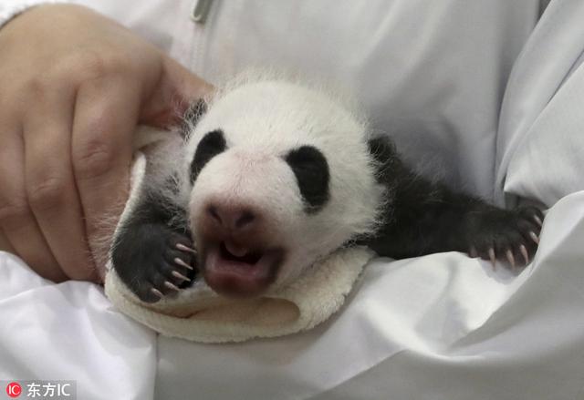 世界上最小的熊猫图片