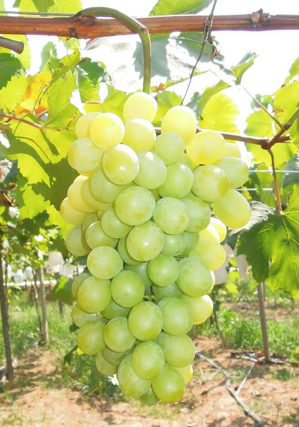 福利| 夏天就要甜蜜蜜!南京周边最好吃的葡萄原来都在这里