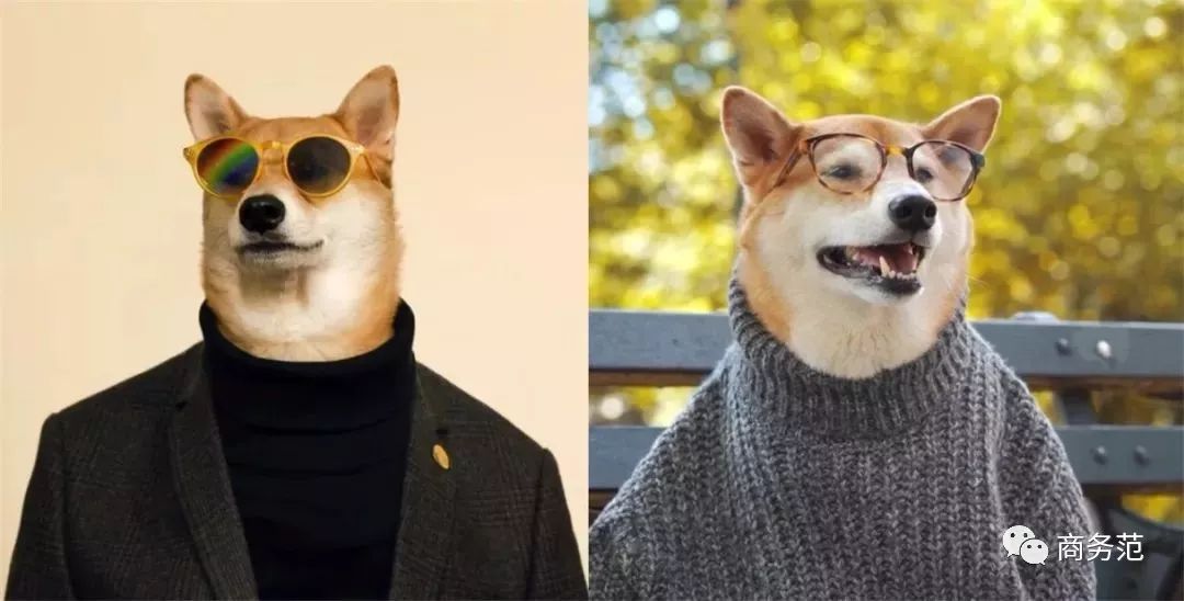 这些网红狗穿gucci拍大片穿衣还和王思聪撞款