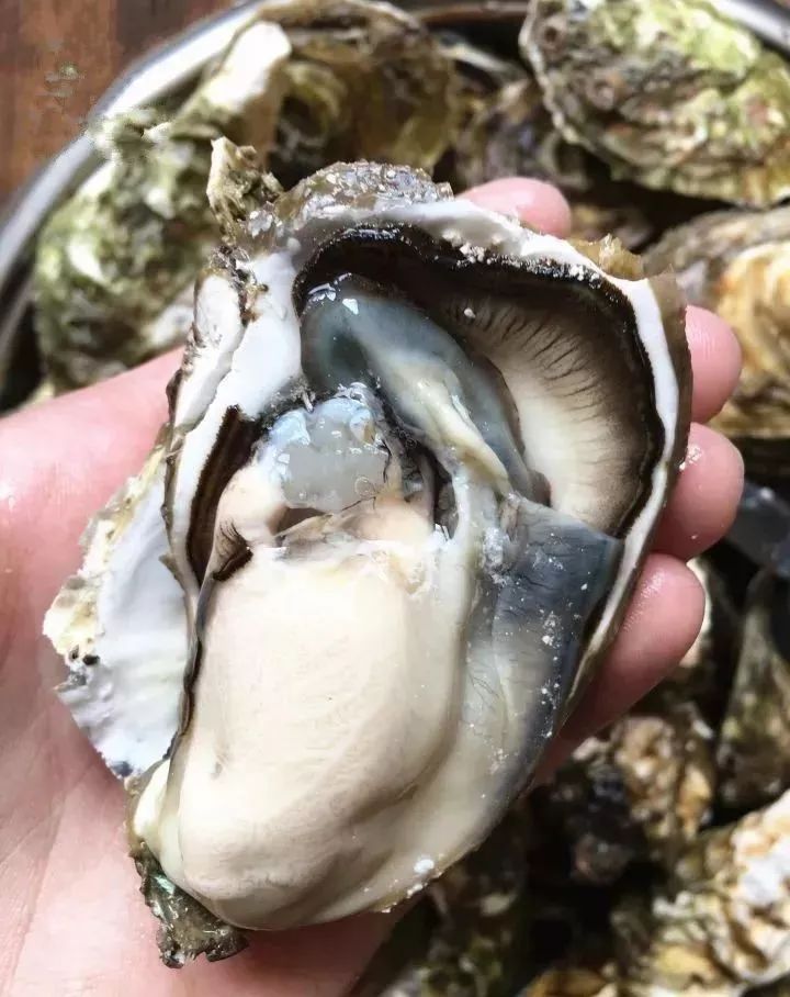 越了解生蚝,我就越不了解人类