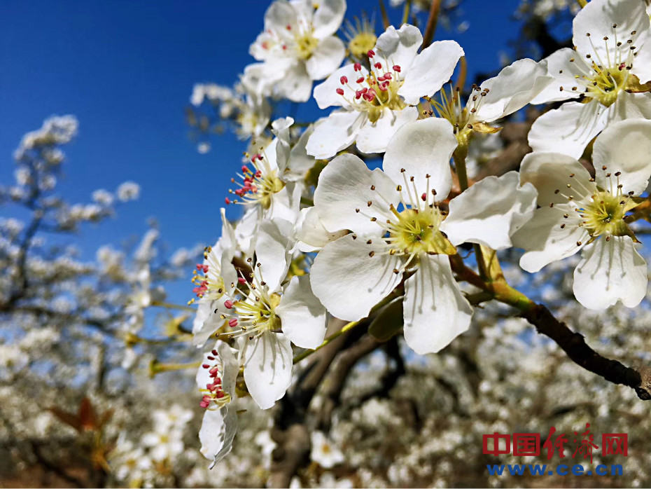 河北赵县25万亩梨花如约绽放 宛如人间仙境(组图)