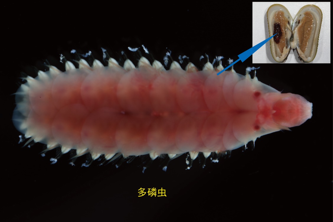 贻贝内的多鳞虫(杨位迪拍摄)