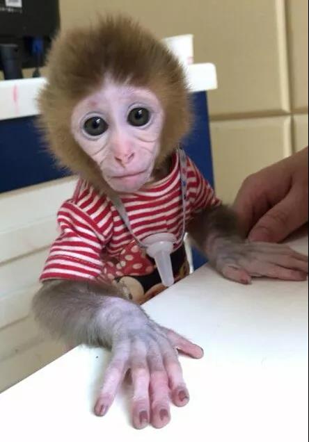 私下买卖8只猕猴当宠物 11人被抓