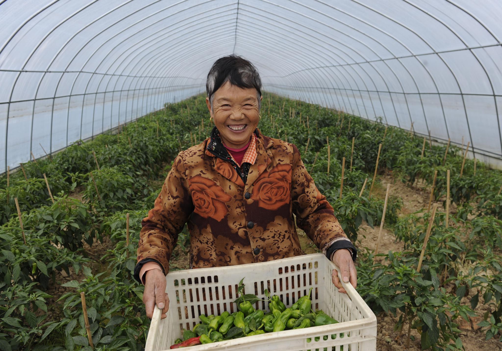 11月21日,肥西县丰乐镇赵桥村村民解光福在"扶贫大棚"内展示收获的