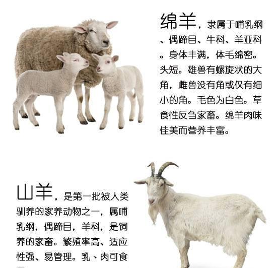 各种羊的图片以及介绍图片