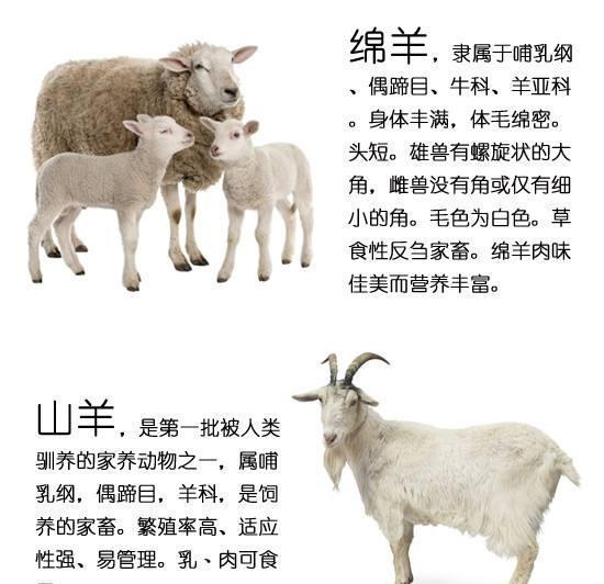 简餐粗暴,破除视觉系的美食迷信,新手速成大菜——葱爆羊排|羊肉|羊排