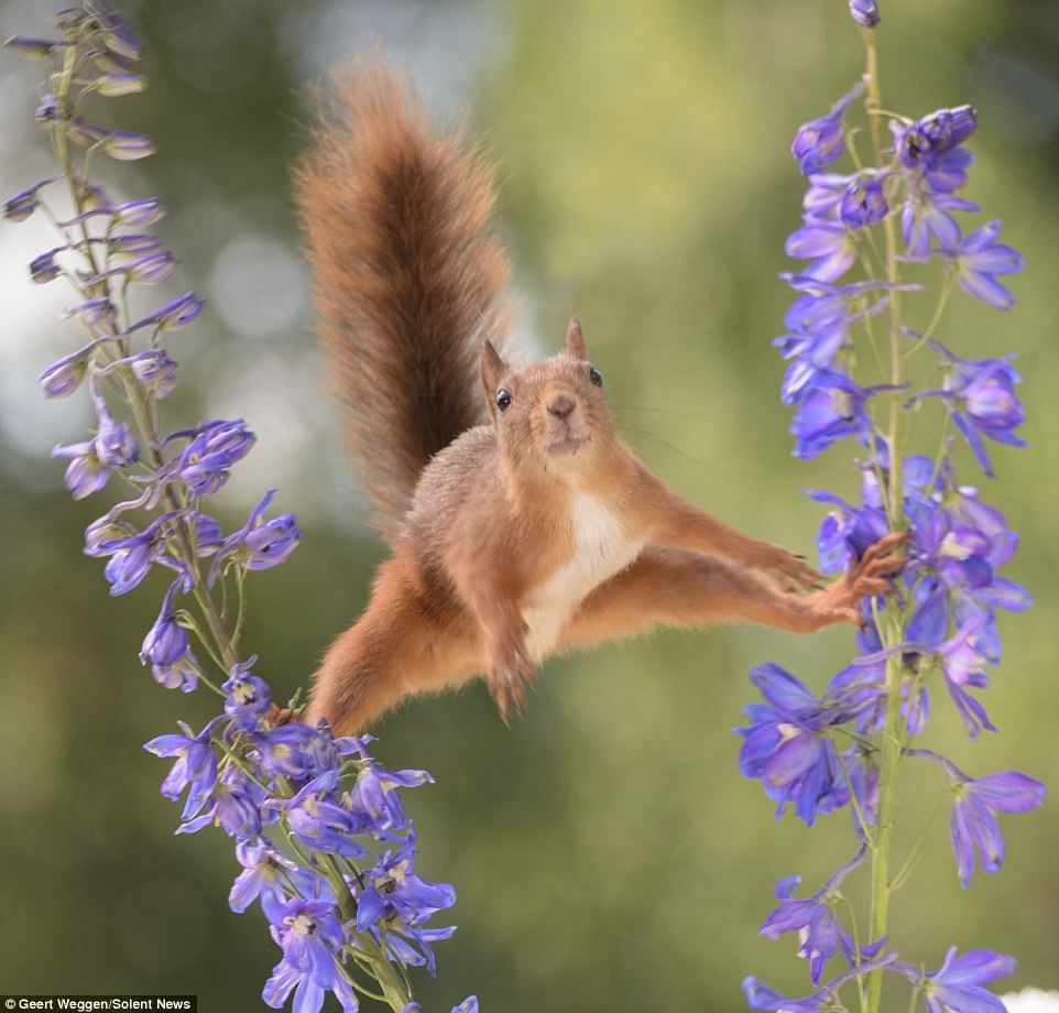 瑞典松鼠炫跳迪斯科变舞王竟因嘴太馋图