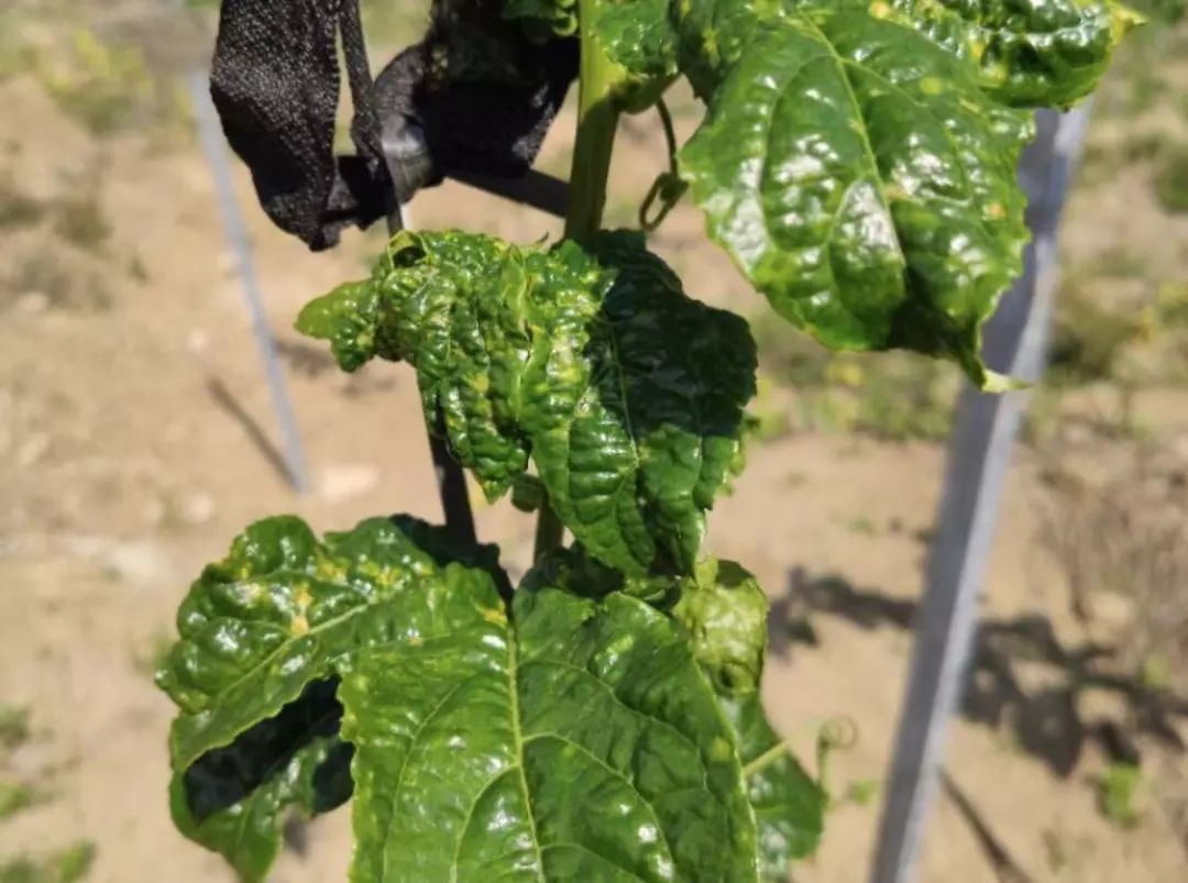 百香果病虫害梳理虫害篇