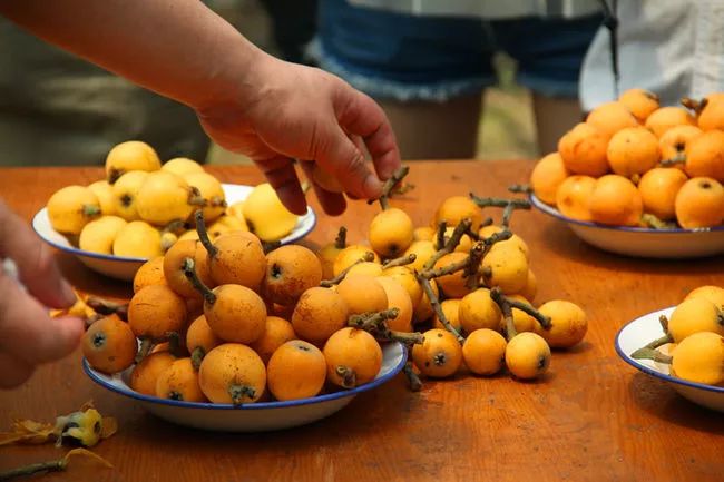 甜过初恋成都周边超全枇杷采摘攻略出炉周末就去