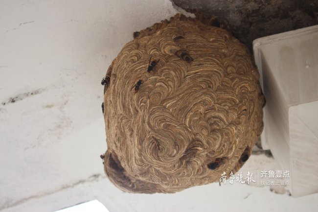 小区上演"人蜂大战"消防摘除巨型蜂窝|马蜂窝|马蜂|蜂窝_新浪新闻