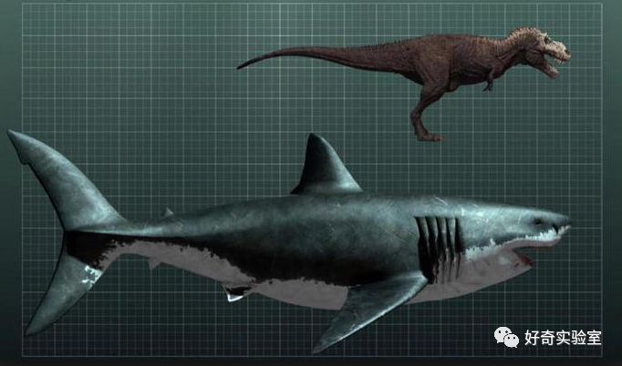 巨齿鲨还存在吗简单图片