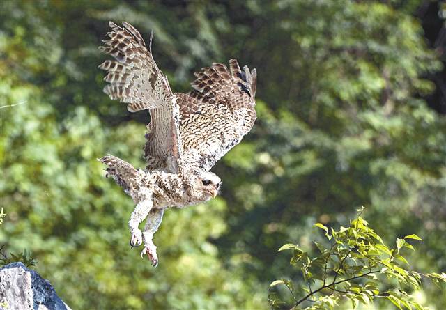 最美林业故事大眼睛的林雕鸮你该回家了